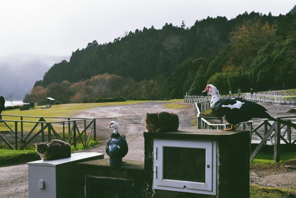 Best Time to Visit Azores